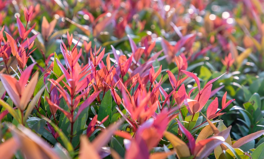 Image 5: 3 ou 6 plants de photinia fraseri "Red Robin"