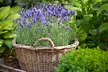 Scented English Lavender – 6 Plants - Image 2