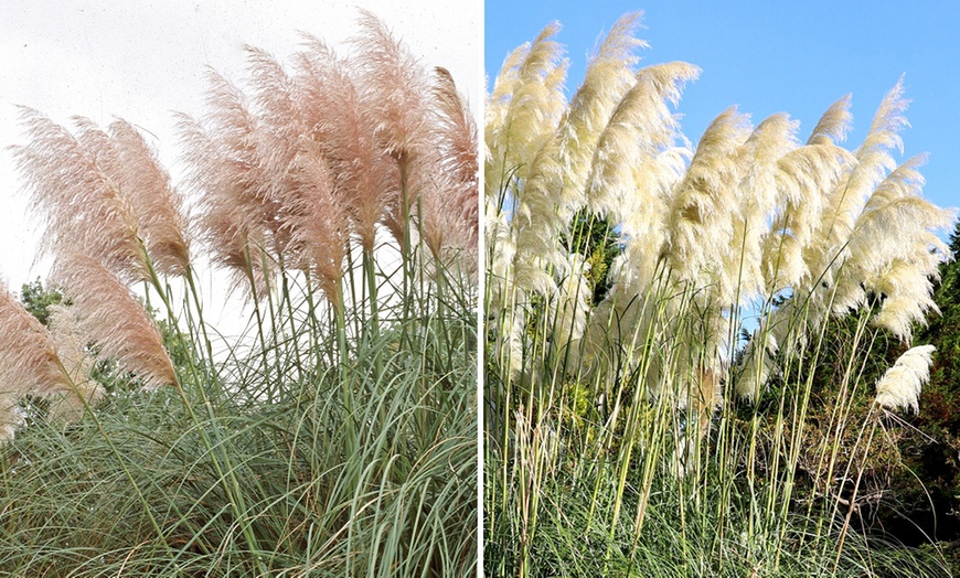 Image 1: Pampas Grass - White or Pink - up to 3 Potted Plants