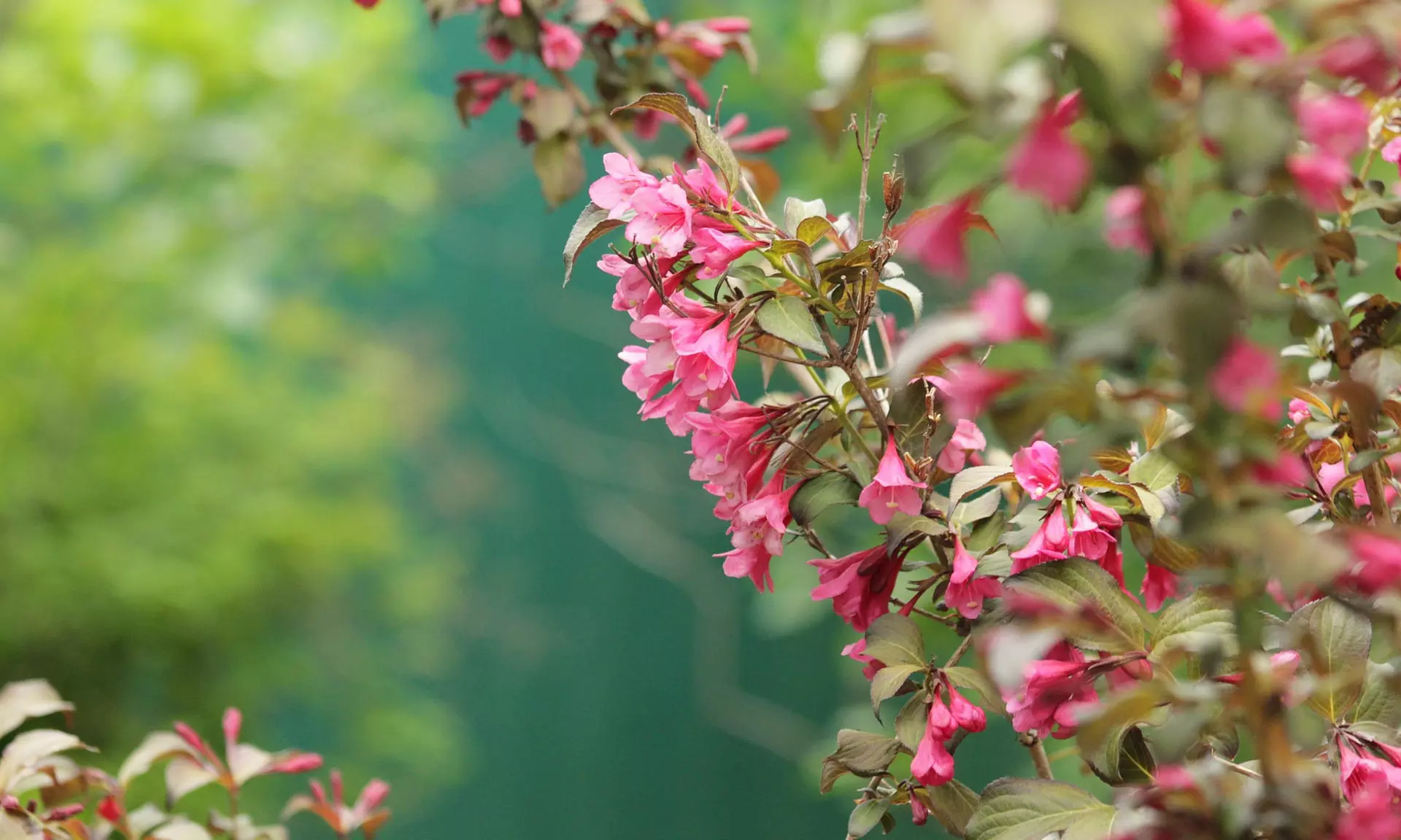 Lot de 4 ou 8 arbustes ornementaux XL différents