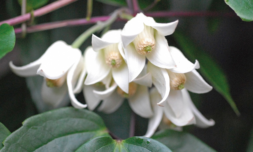 Image 1: Winter Beauty Clematis, Evergreen Foliage with Optional Tower Pot