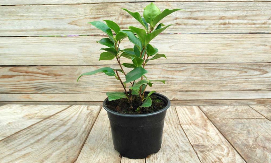 Image 2: One or Two Camellia Tricolour Plants