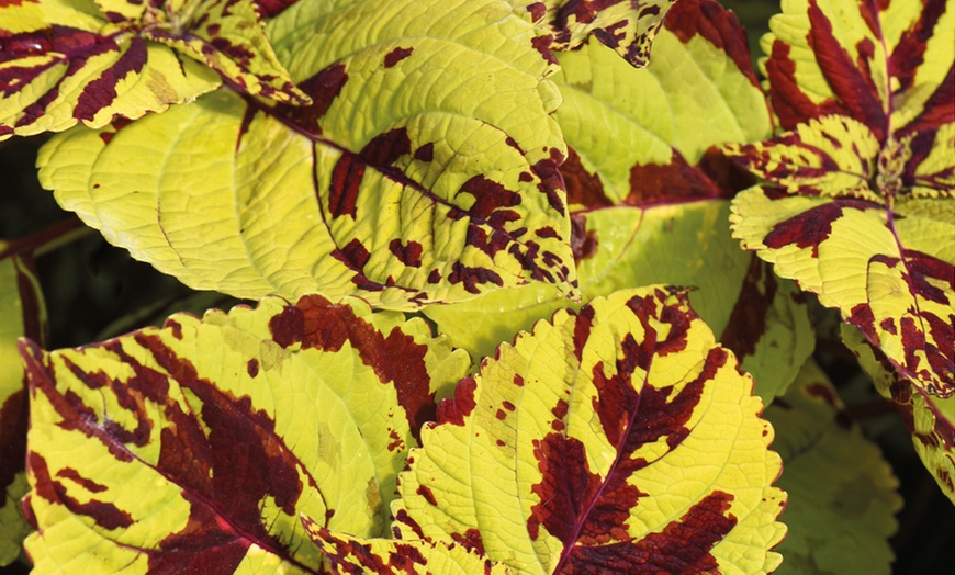 Image 3: Coleus Freaky Leaves Collection 10 or 20 Plants