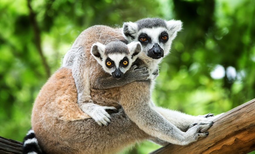 Image 2: ¡Diversión familiar! Entrada a Terra Natura Murcia para 1 a 4 personas