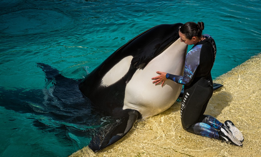 Image 13: Au cœur de Marineland, le plus grand zoo marin d'Europe