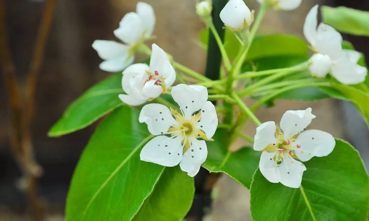 Patio Fruit Trees - Apple, Cherry, Pear, or Plum - Potted Plants