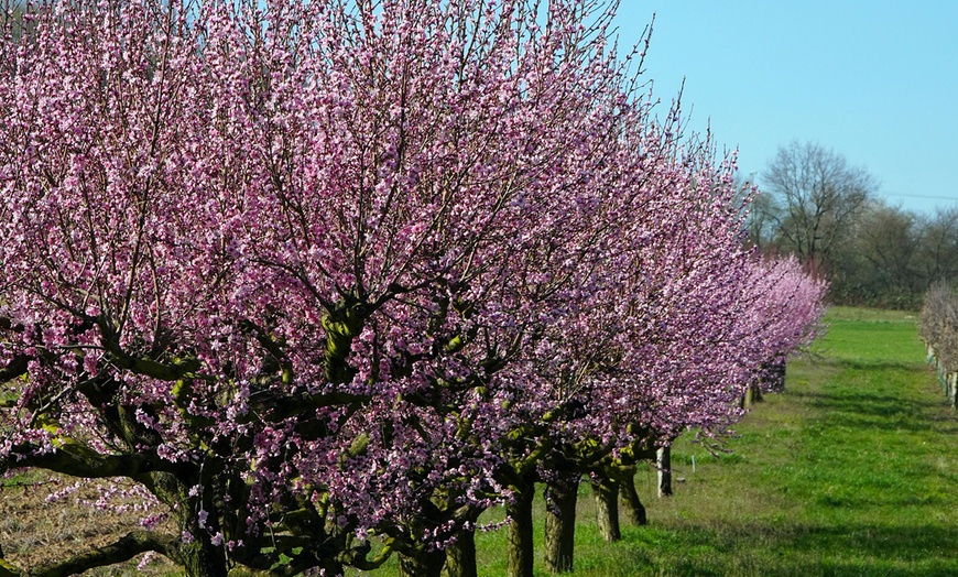 Image 15: Set di 5 alberi da frutta 