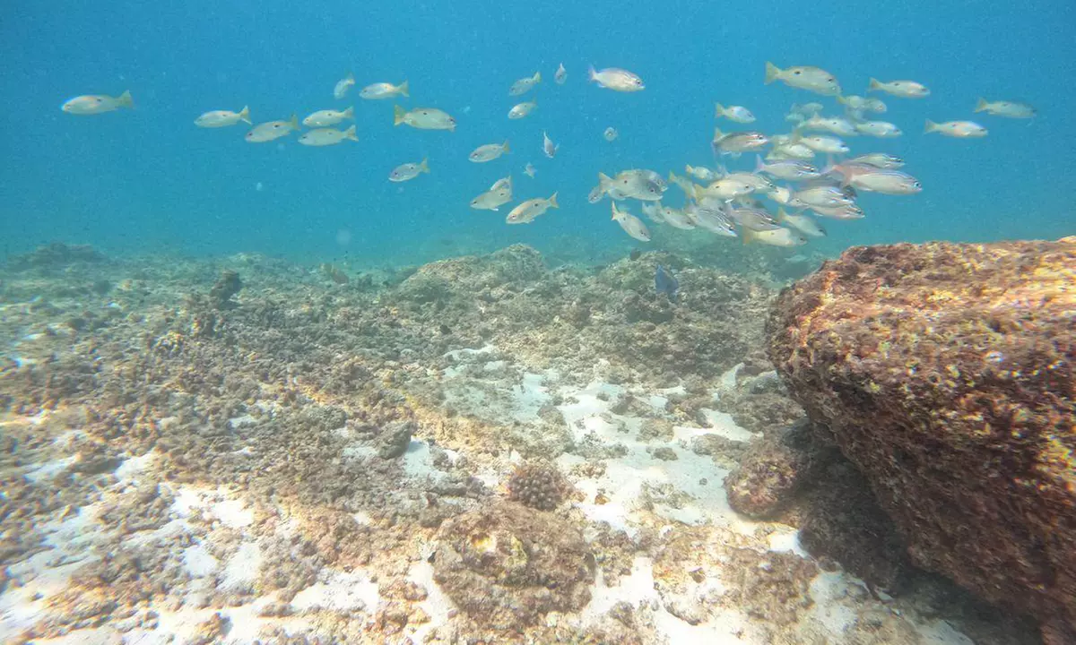 Dive into Adventure with Diving Course