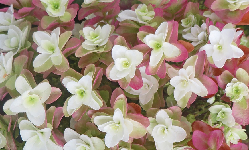 Image 1: Hydrangea Quercifolia Snowflake Plants