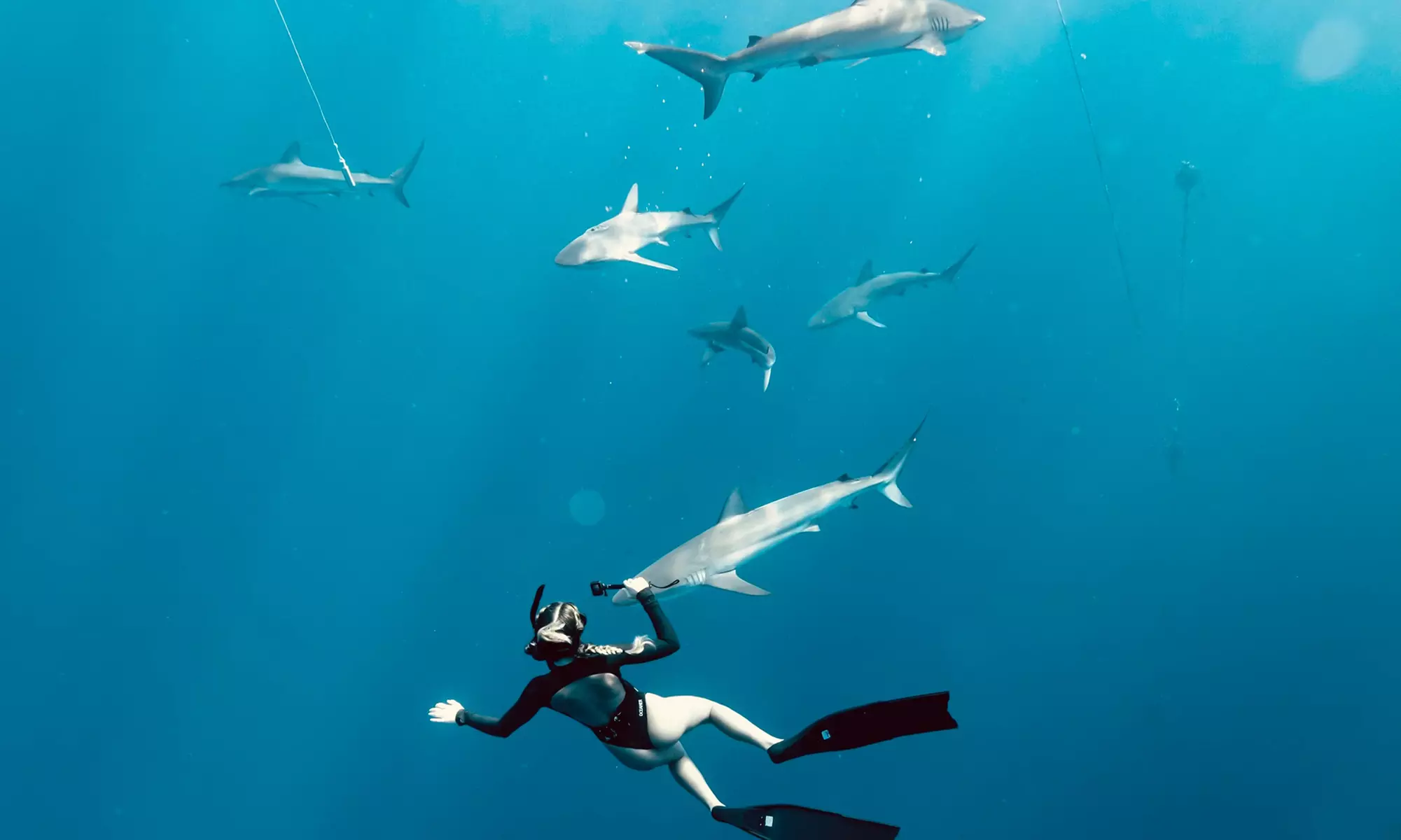 Explore the Ocean: Pelagic Shark Dive for 1, 2, or 3 People