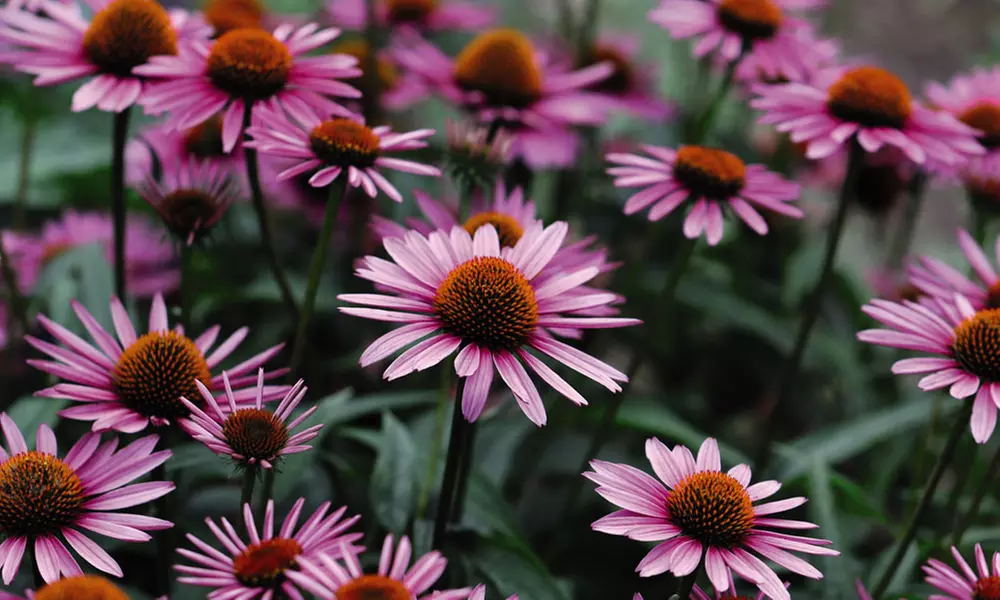 Perennial Echinacea Purpurea - 3 or 6 Plants