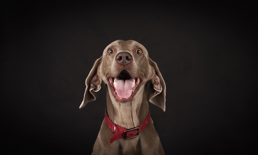 Image 1: Pet Photoshoot with one Print