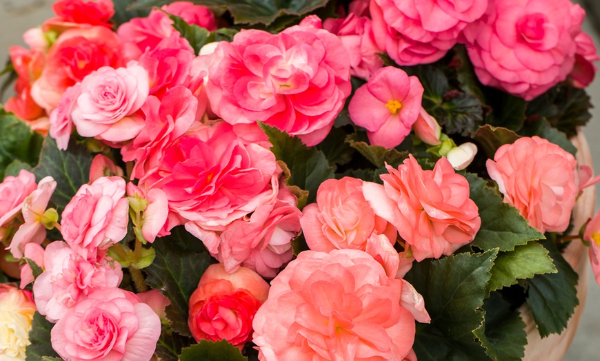 Image 4: Up to 12 Rainbow Begonia Limitless Garden-Ready Plants