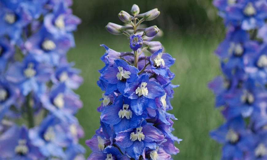 Image 2: Delphinium 'Magic Fountain' Established Plant