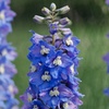 Image 2: Delphinium 'Magic Fountain' Established Plant