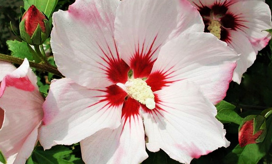 Image 6: Pianta Hibiscus tricolore