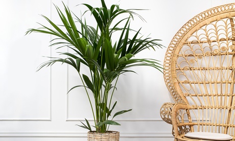 Pianta di Palma Kenzia OH2 disponibile in 2 dimensioni