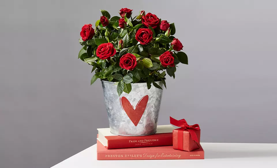 Up to 50% Off Flowering and Potted Plants from Plants.com - Primary Image