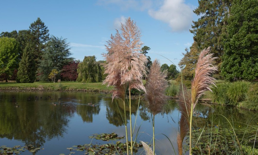 Image 4: Pampas Grass - White or Pink - up to 3 Potted Plants