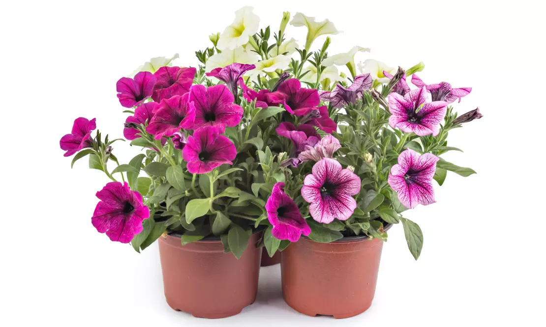 Mélange de 6 pétunias à grandes fleurs, hauteur de 15 cm (pot inclus) - Image 4