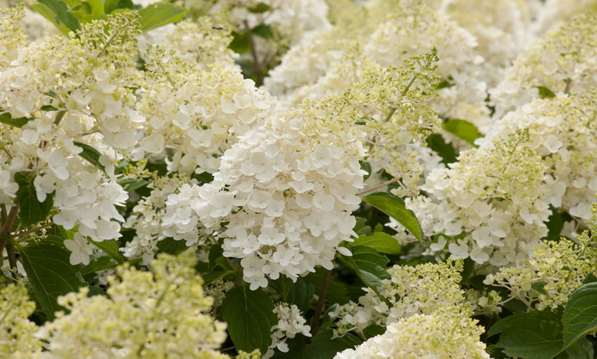 Image 2: Lot de 3 Hortensias Rustiques