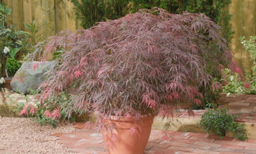 Image 11: Mixed Japanese Acer Palmatum Potted Plants