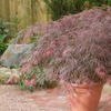 Image 11: Mixed Japanese Acer Palmatum Potted Plants