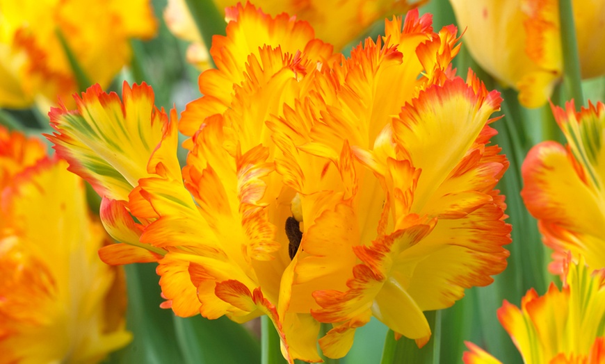 Image 6: 16, 32 or 64 Parrot Tulip Mixed Bulbs