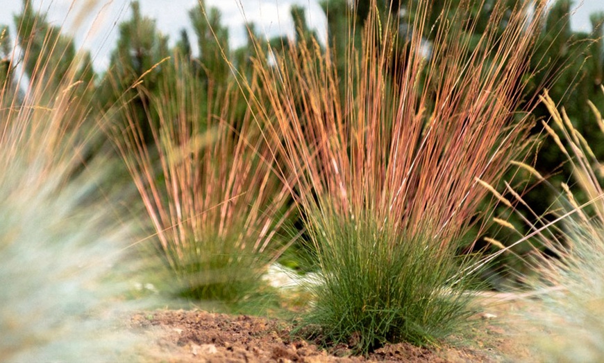 Image 5: Festuca 'Sunrise' Hardy Perennial Grass