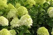 Upto Three Mixed Potted White Hydrangea Varieties - Second Medium