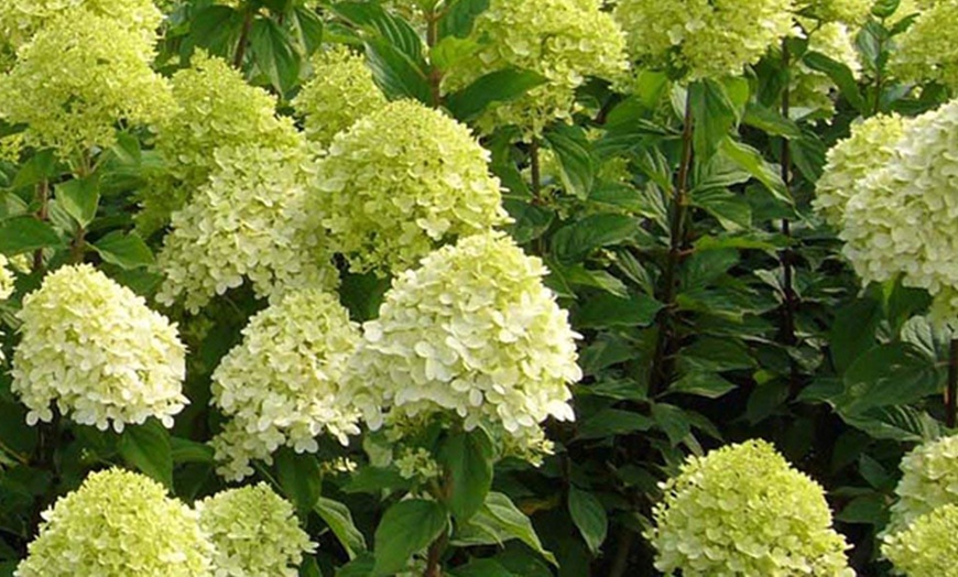 Image 6: Upto Three Mixed Potted White Hydrangea Varieties