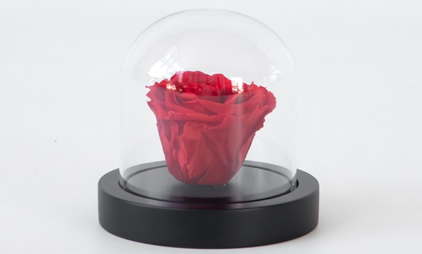 Image 1: Véritable rose rouge sous cloche