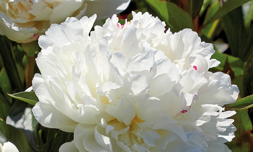 Peony Bare Root Plants (6-Pack) | Groupon Goods