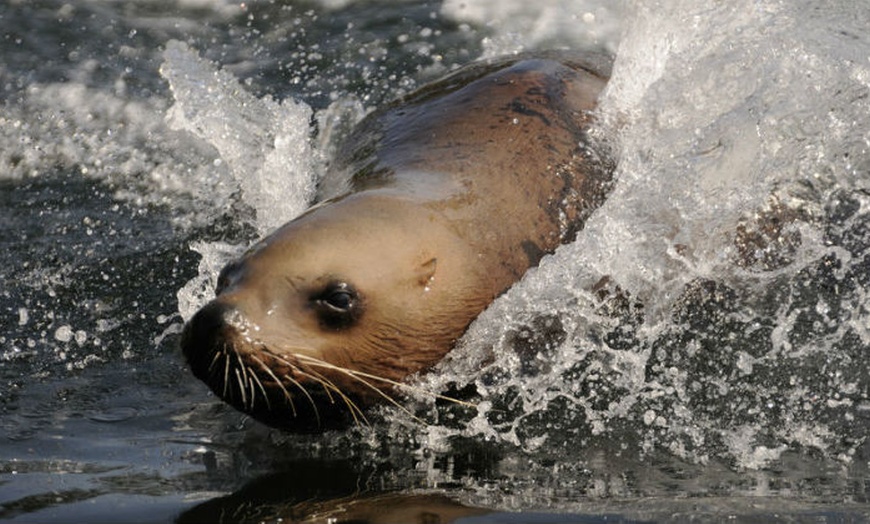 Image 8: Jaarabonnement Dolfinarium