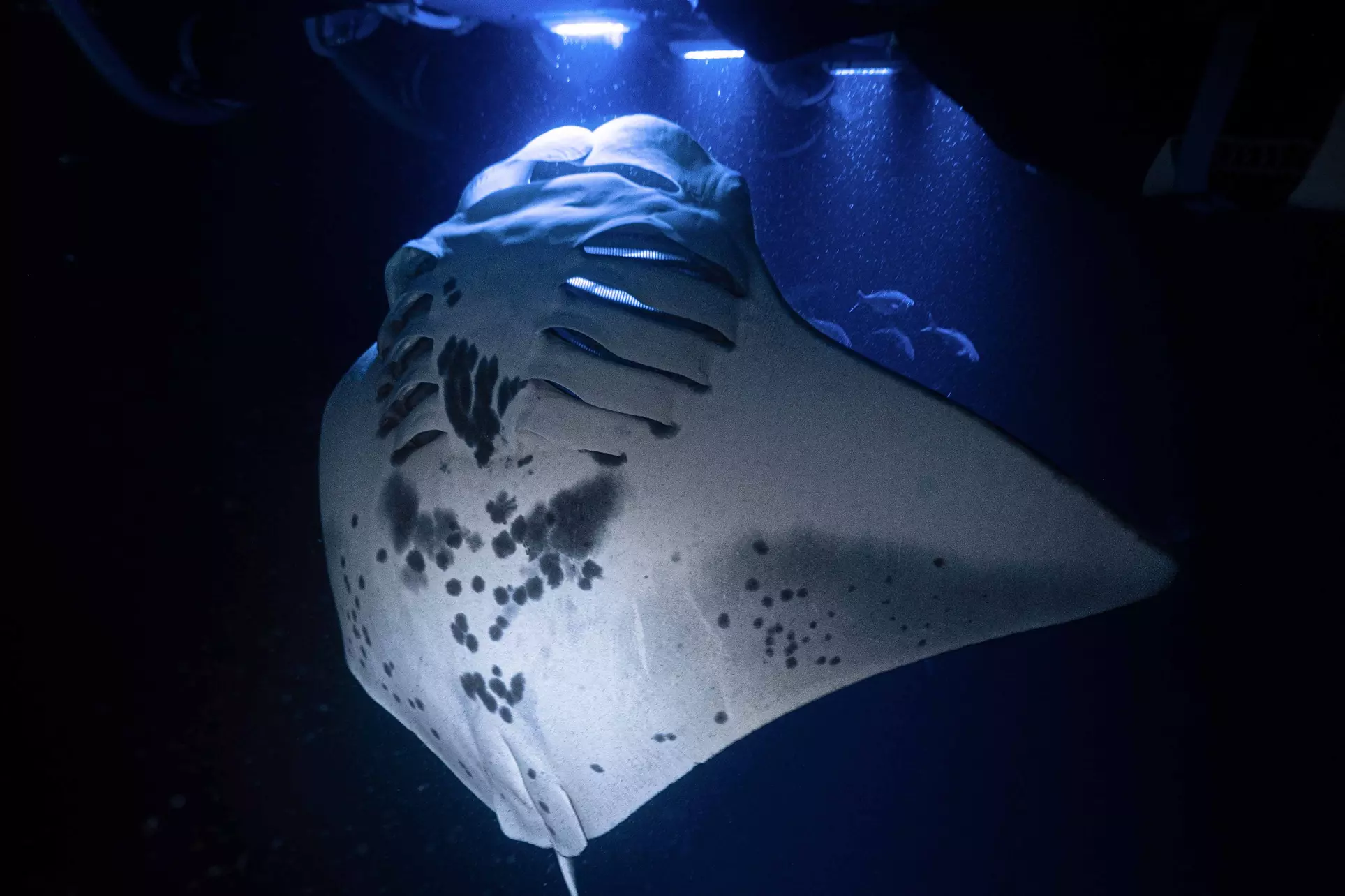 Manta Night Snorkel at Hawaiian Adventures Kona(Up to 20% Off) - Primary Image