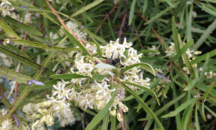 Image 1: Lomatia Plants