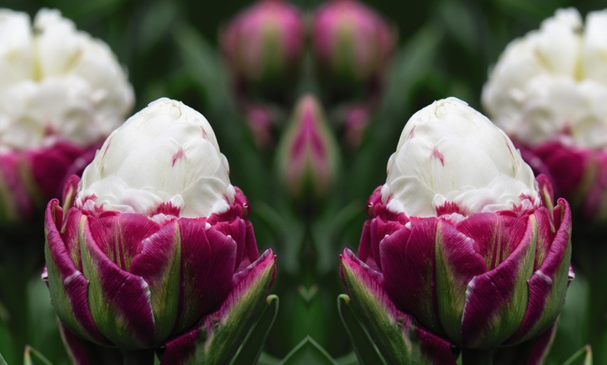 Image 1: Tulip Ice Cream - 5,10 or 20 Bulbs