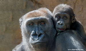 Admission for One Child or Adult to Bronx Zoo