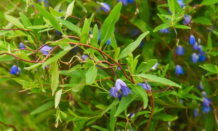 Image 1: Bluebell Creeper Potted Plant