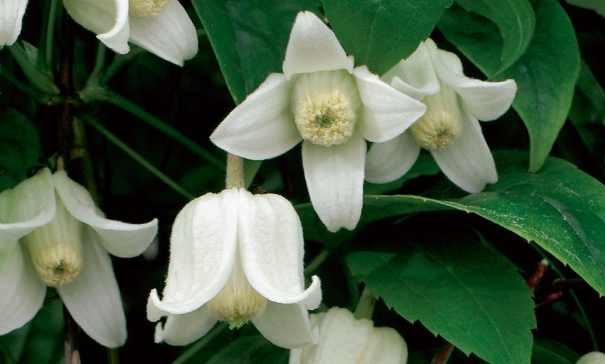 Image 2: Clematis Winter Beauty Plant