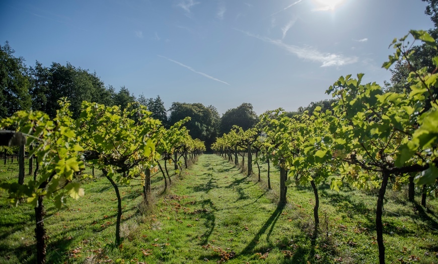 Image 3: Explore a Winery & Brewery Tour with Tasting Session & Nibbles for Two
