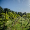 Image 3: Explore a Winery & Brewery Tour with Tasting Session & Nibbles for Two