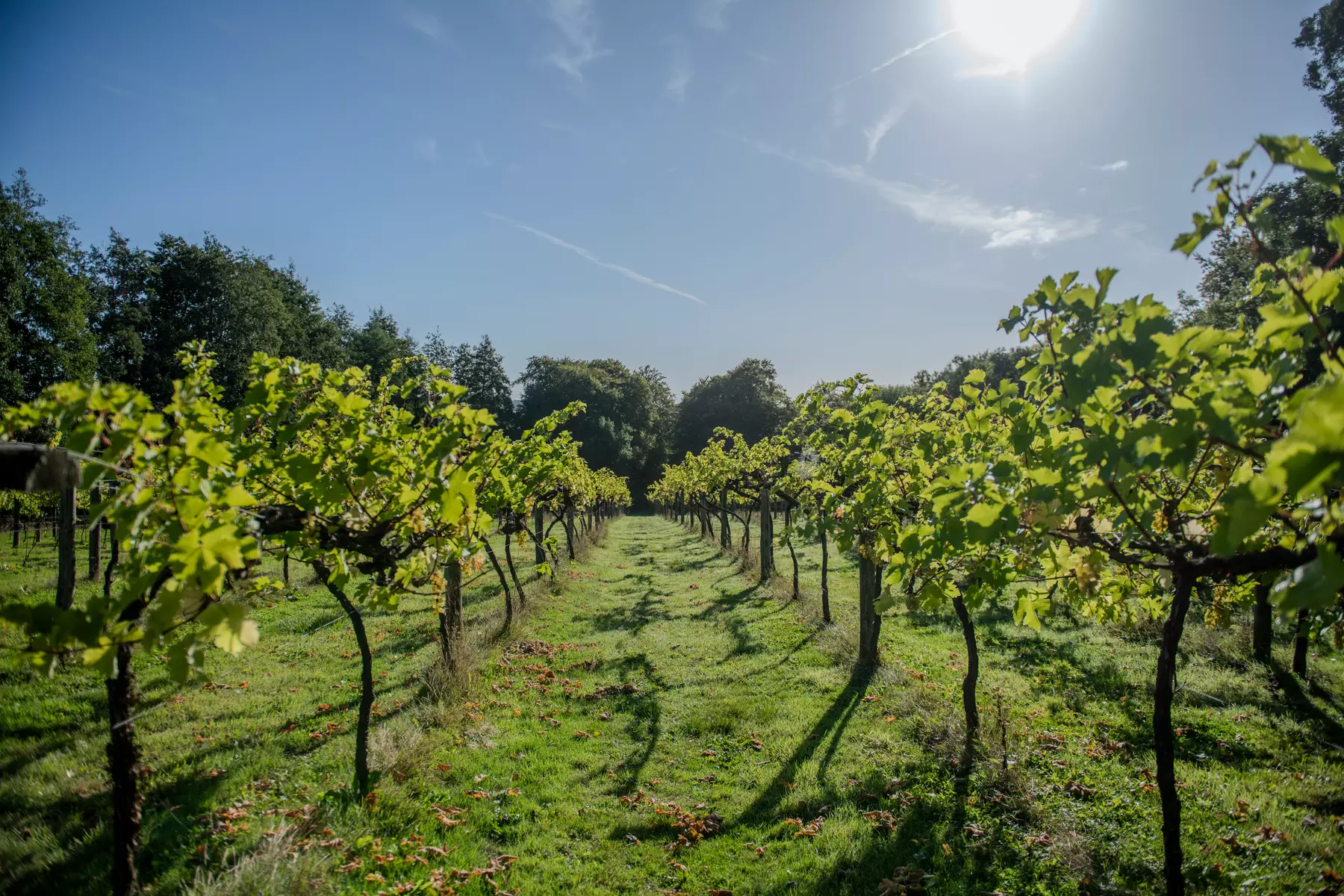Perfect Gift:Valentine’s Winery&Brewery Experience w/Tasting & Nibbles