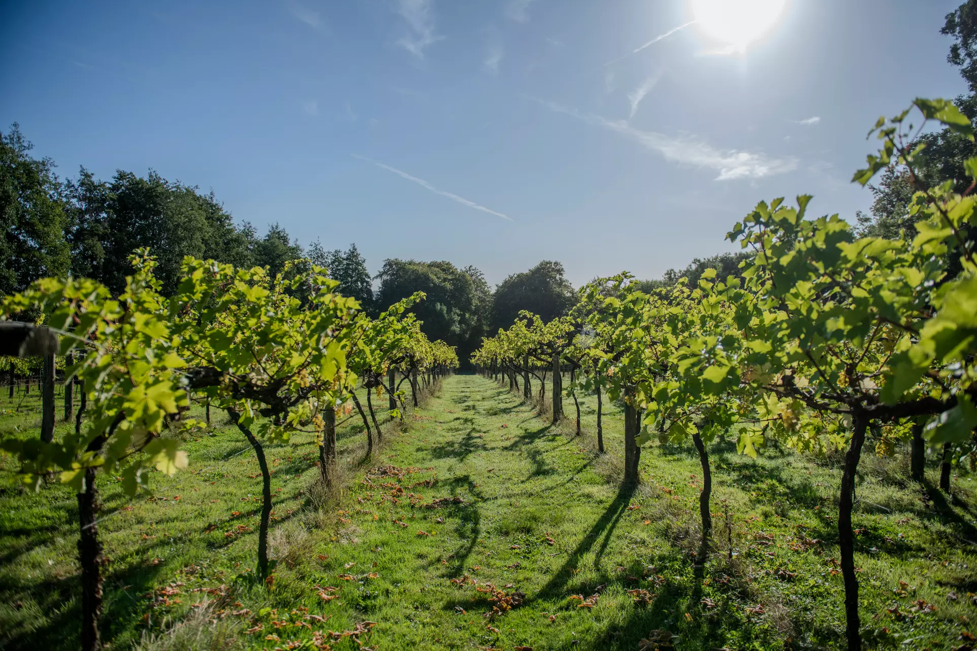 Perfect Gift:Valentine’s Winery&Brewery Experience w/Tasting & Nibbles