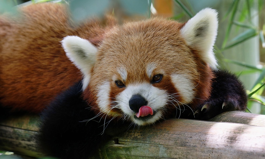 Image 18: Rencontrez la faune du monde entier au Touroparc Zoo