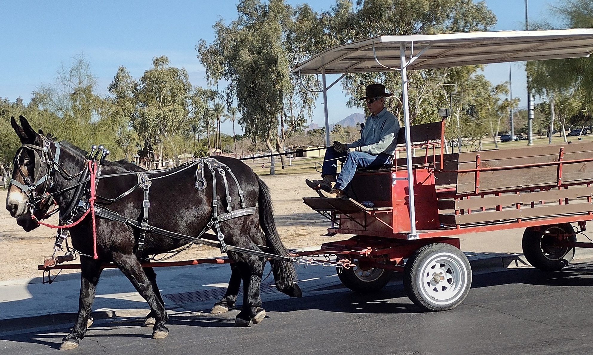 Horse-drawn carriage rides: scenic tours & brunch options await