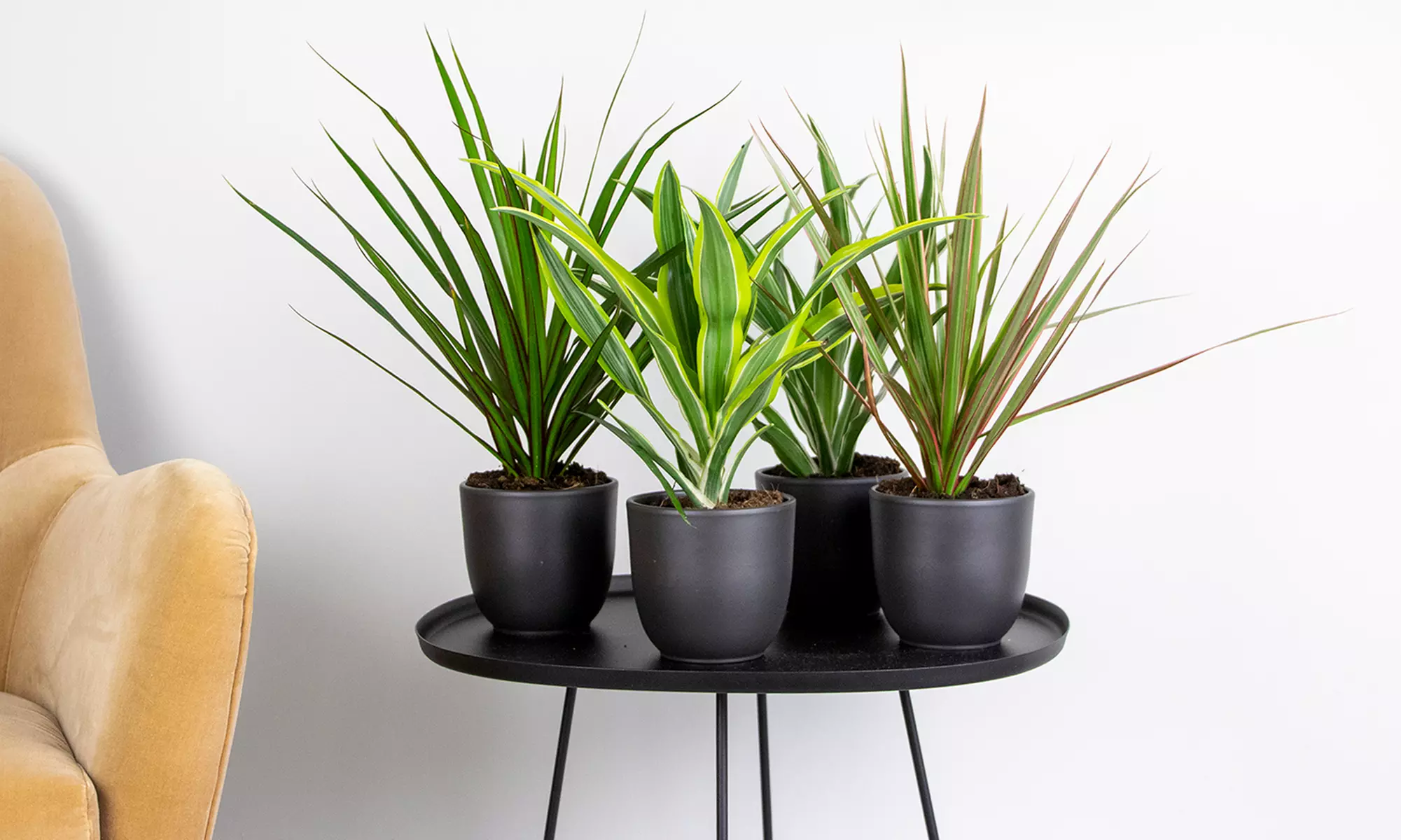 Lot de 4 plantes d'intérieur dracaena comprenant les variétés "Wahnecki", "Marginata", "Lemon Lime" et "Bicolor" - Primary Image