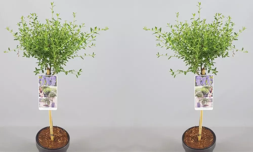 Pair of Evergreen California Lilac Trees with Optional Planters - Second Medium