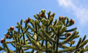 Monkey Puzzle Tree – 1 or 2 Potted Plants