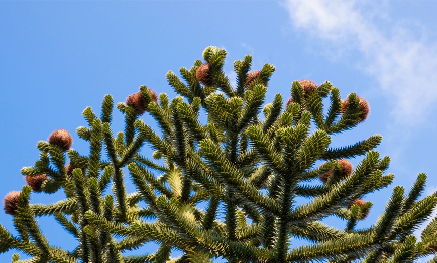 Image 1: Monkey Puzzle Tree Plant